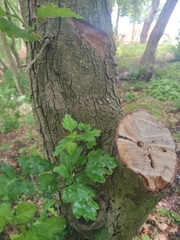 Crataegus