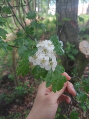 Crataegus