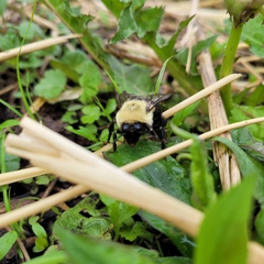 Bombus impatiens