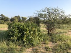 Boscia mossambicensis