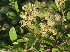 Boscia mossambicensis