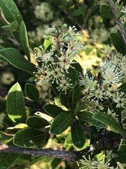 Boscia mossambicensis