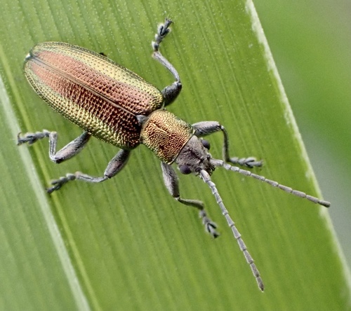 Grooved Leaf Beetle, Graafland, Groot-Ammers, Zuid-Holland, NL, photo 4 of 10