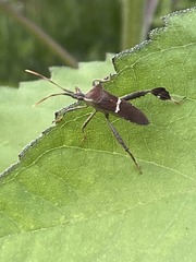 Leptoglossus phyllopus