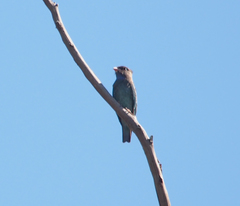 Eurystomus orientalis pacificus