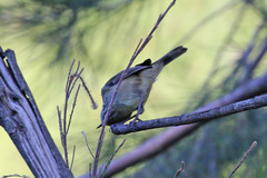 Acanthiza pusilla
