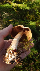 Cortinarius laniger