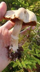 Cortinarius laniger