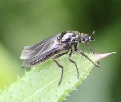 Dilophus febrilis