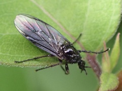 Dilophus febrilis