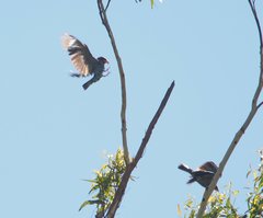 Eurystomus orientalis pacificus