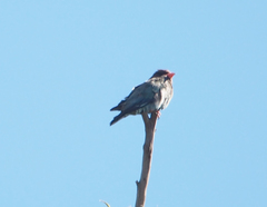 Eurystomus orientalis pacificus