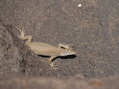 Acanthodactylus