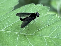 Chrysopilus connexus