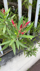 Nerium oleander