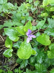 Viola uliginosa