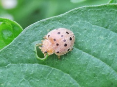 Henosepilachna indica