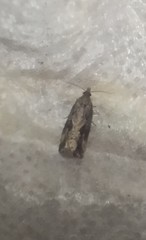 Endothenia quadrimaculana