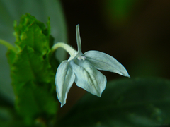 Ecbolium ligustrinum