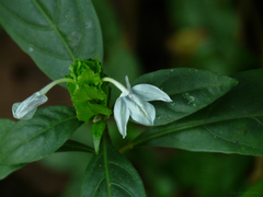 Ecbolium ligustrinum