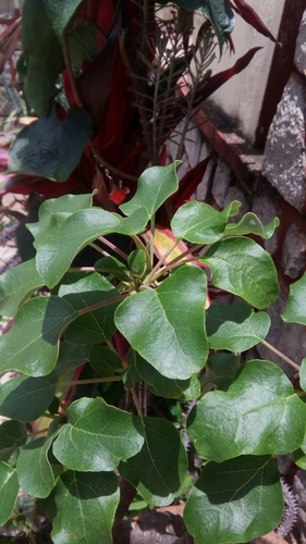 Uncarina stellulifera
