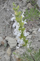 Salvia scabiosifolia