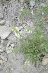 Salvia scabiosifolia