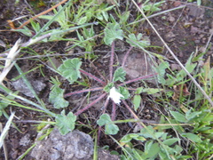 Geranium sessiliflorum