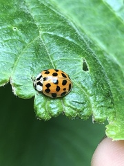 Harmonia axyridis