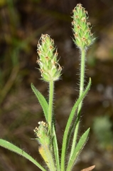 Plantago amplexicaulis
