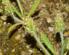 Plantago amplexicaulis