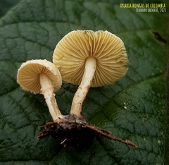Lepiota trichroma