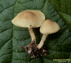 Lepiota trichroma
