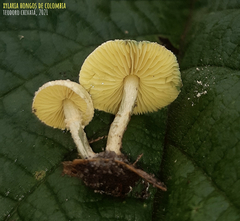 Lepiota trichroma