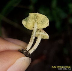 Lepiota trichroma