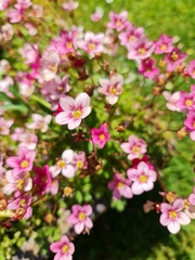 Saxifraga