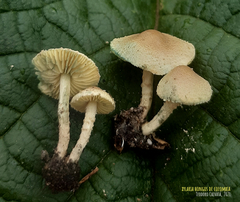 Lepiota trichroma