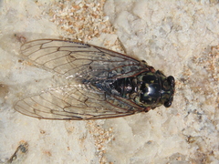 Cicadinae