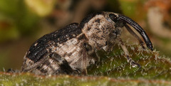 Grypus equiseti