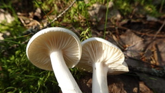 Hygrophorus piceae