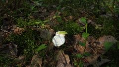 Hygrophorus piceae