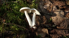 Hygrophorus piceae
