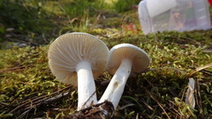 Hygrophorus piceae