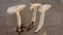 Hygrophorus piceae