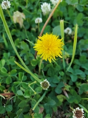 Taraxacum officinale