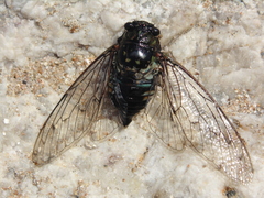 Cicadinae