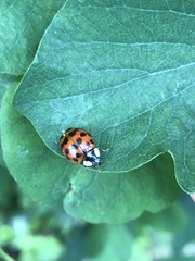 Harmonia axyridis