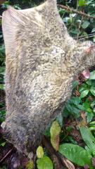 Anomalurus beecrofti