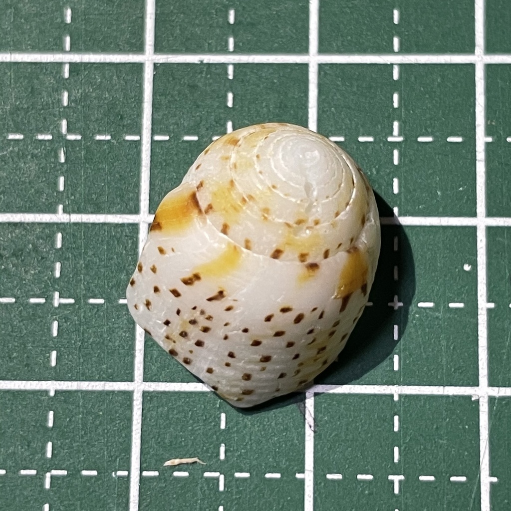 Nussatella cone