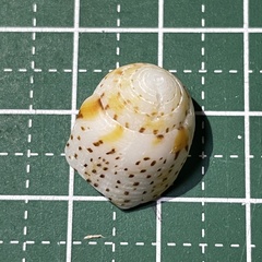 Image of Conus nussatella